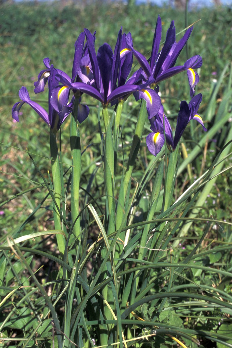 Iris xiphium